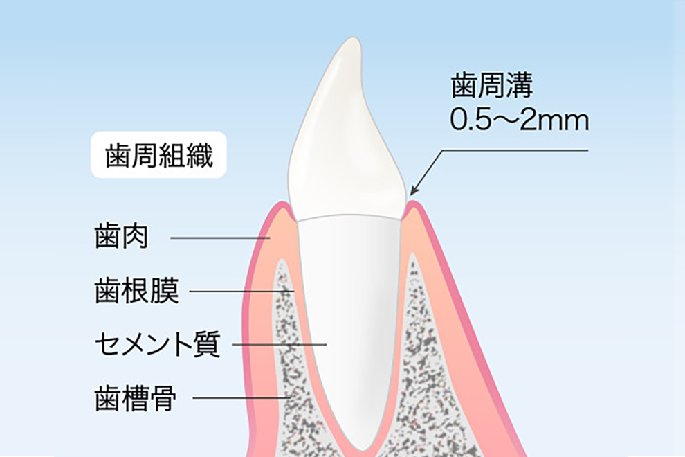 新橋駅・AKuA Dental Clinic・健康な歯肉